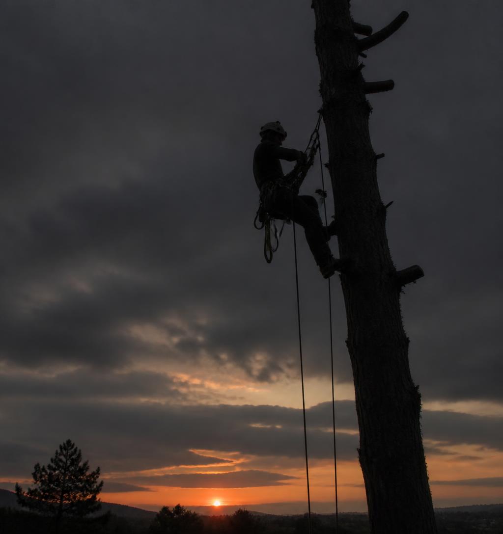 Élagueur-grimpeur RL Élagage grimpant dans un arbre au coucher du soleil